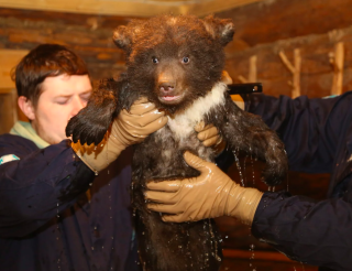Уникальный Центр спасения медвежат-сирот помогает сотням косолапых